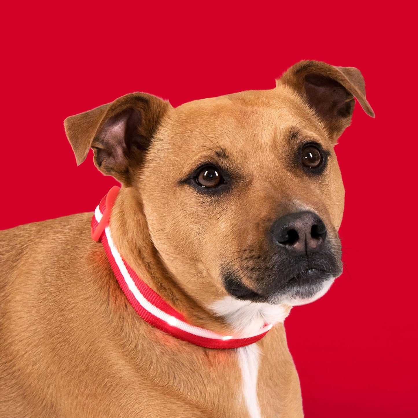 Light up Dog Collar - the Original LED Dog Collar - USB Rechargeable - Waterproof - 1,000 Feet of Visibility - Dog Collar Light for Small, Medium, Large Dogs - US Brand